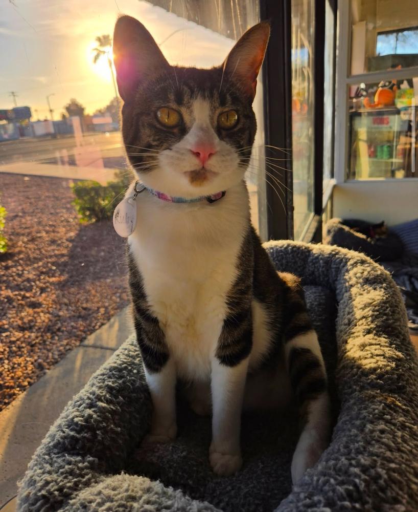 Enlarge Ruby 5, a Adoptable mixed breed in tucson, AZ image 3/6