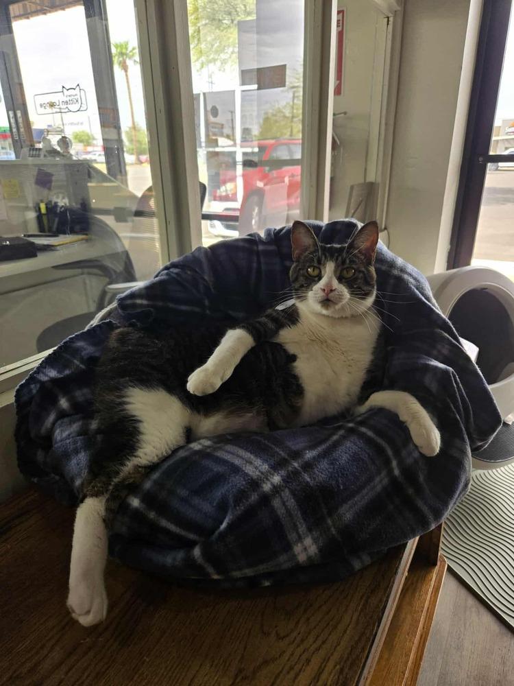 Enlarge Ruby 5, a Adoptable mixed breed in tucson, AZ image 4/6