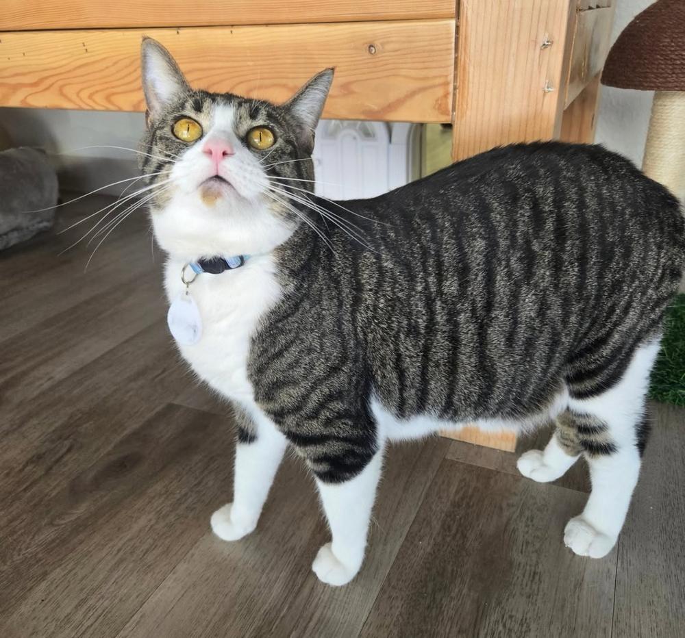 Ruby 5 — thumbnail 5