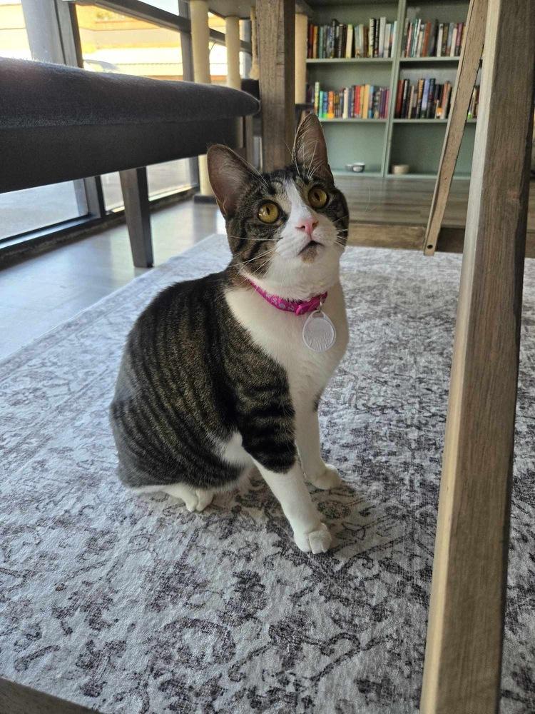 Enlarge Ruby 5, a Adoptable mixed breed in tucson, AZ image 6/6