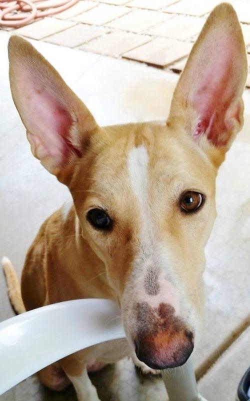 Tinkerbell thumbnail 5