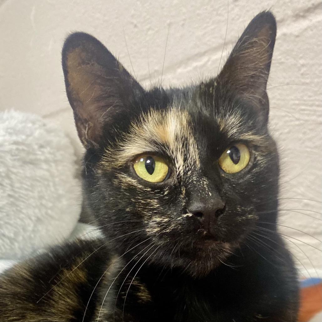 Tic Tac Toe, Adoptable, Adult Female Domestic Short Hair.