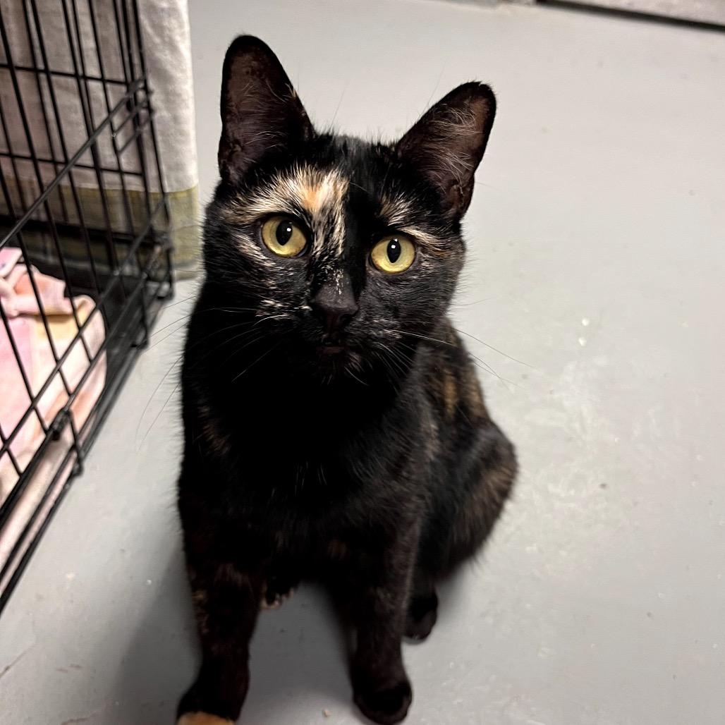 Enlarge Tic Tac Toe, a Adoptable Domestic Short Hair in Hopkinton, MA image 2/6