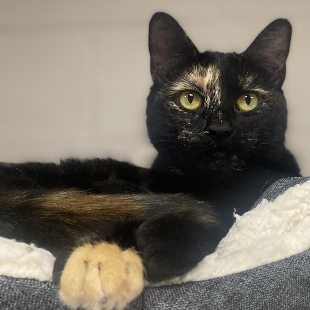 Enlarge Tic Tac Toe, a Adoptable Domestic Short Hair in Hopkinton, MA image 4/6