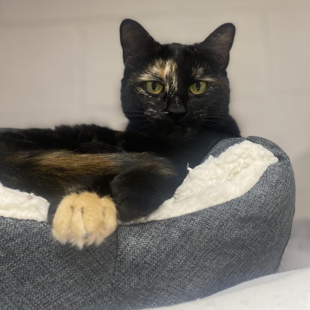 Enlarge Tic Tac Toe, a Adoptable Domestic Short Hair in Hopkinton, MA image 5/6