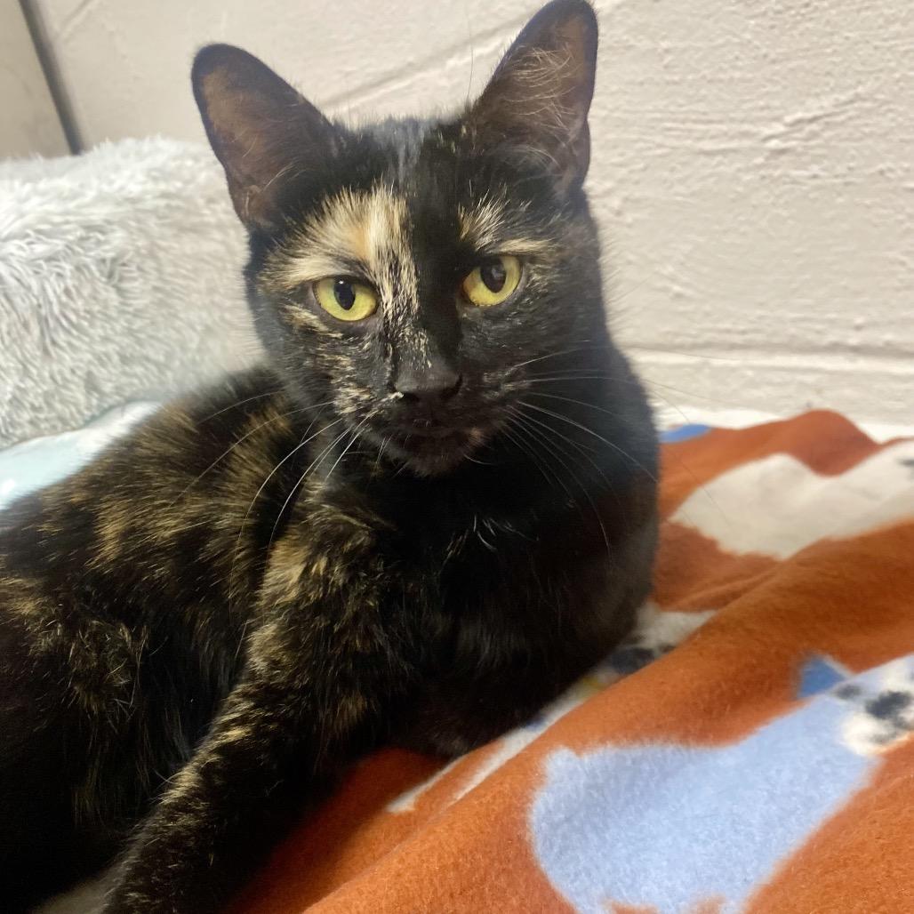 Enlarge Tic Tac Toe, a Adoptable Domestic Short Hair in Hopkinton, MA image 6/6