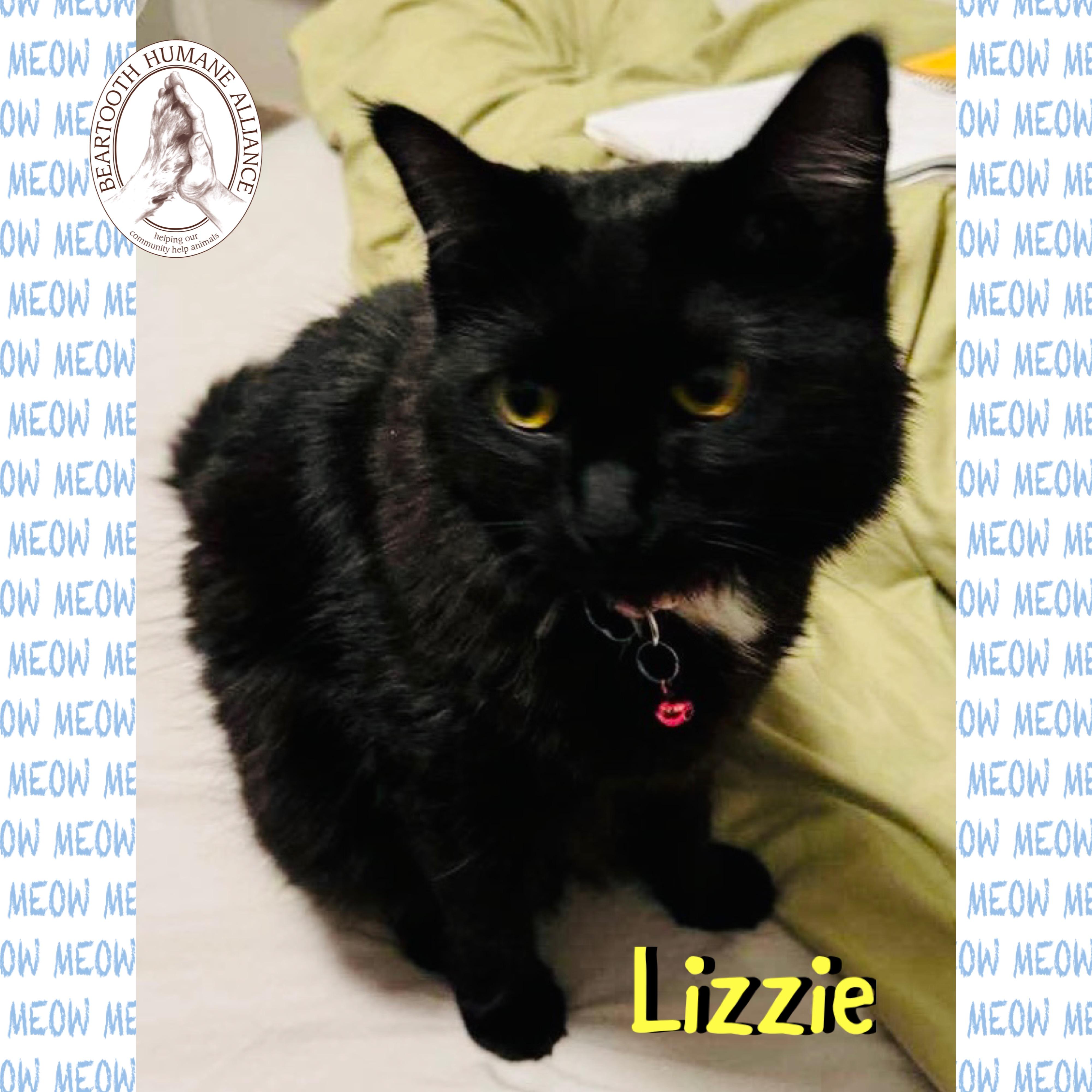 Lizzie, an adoptable Domestic Medium Hair in Red Lodge, MT, 59068 | Photo Image 2