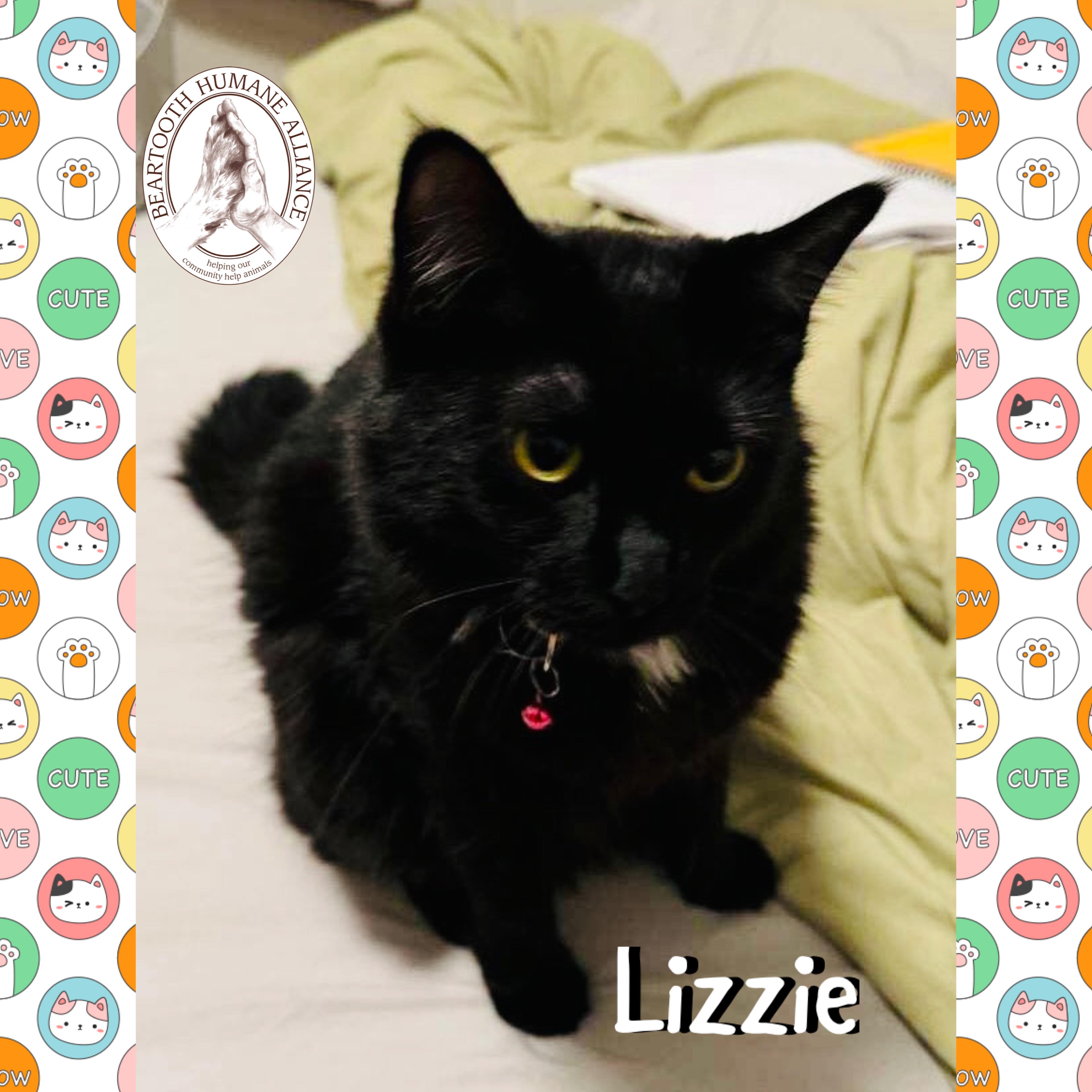 Lizzie, Adult Female unknown