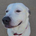 Zeus, ADOPTABLE, Adult Male Great Pyrenees.