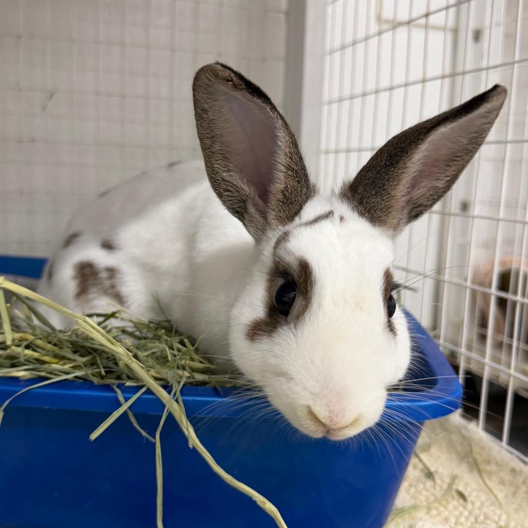 Brady, Adoptable, Young Male Lop Eared & Lop Eared.