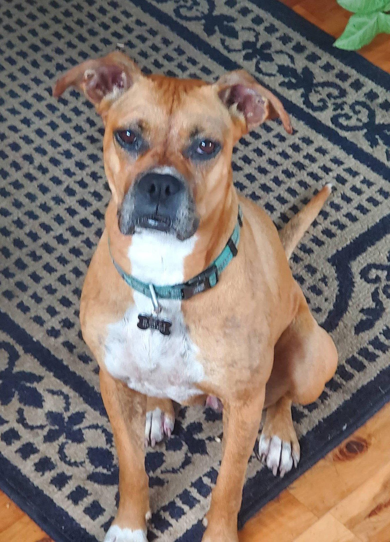 Enlarge Sissy, a Adoptable Boxer in Shakopee, MN image 1/3