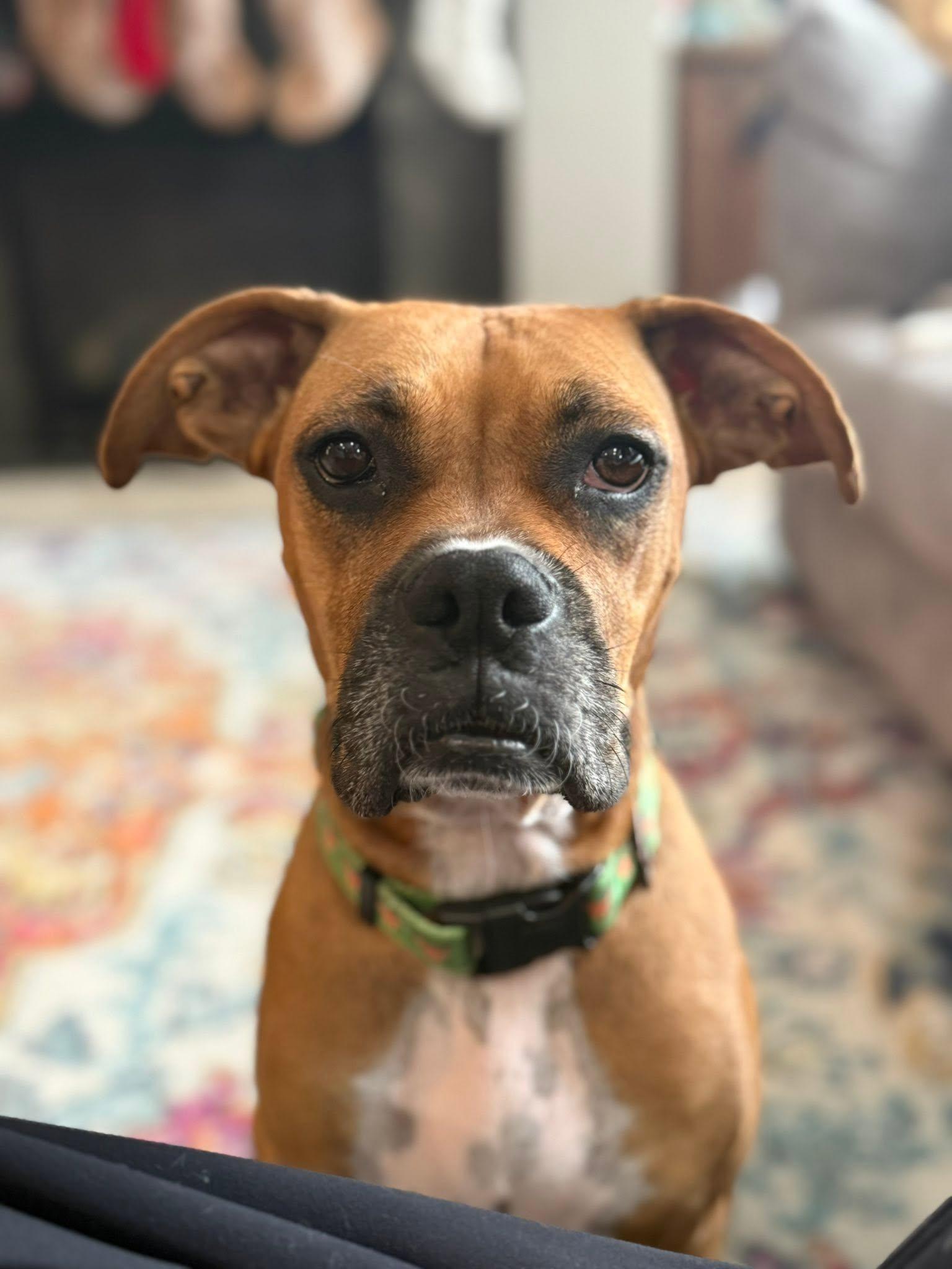 Enlarge Sissy, a Adoptable Boxer in Shakopee, MN image 1/3