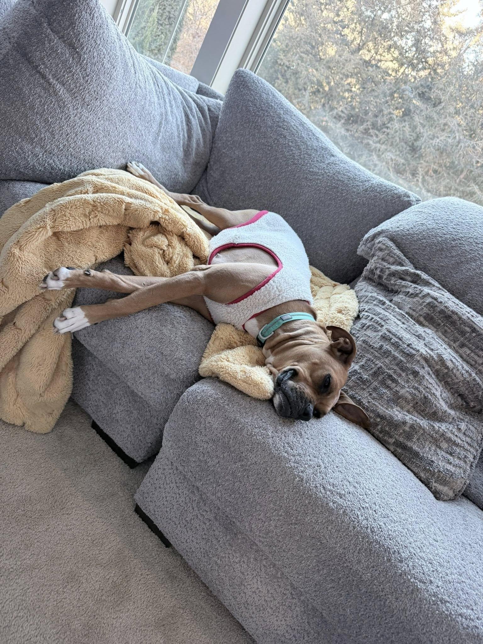 Sissy - FOSTER OR ADOPT ME!!, Adoptable, Young Female Boxer.