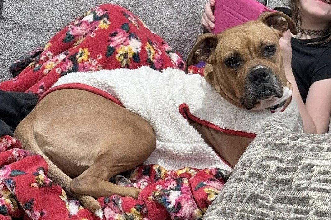 Sissy, Adoptable, Young Female Boxer.
