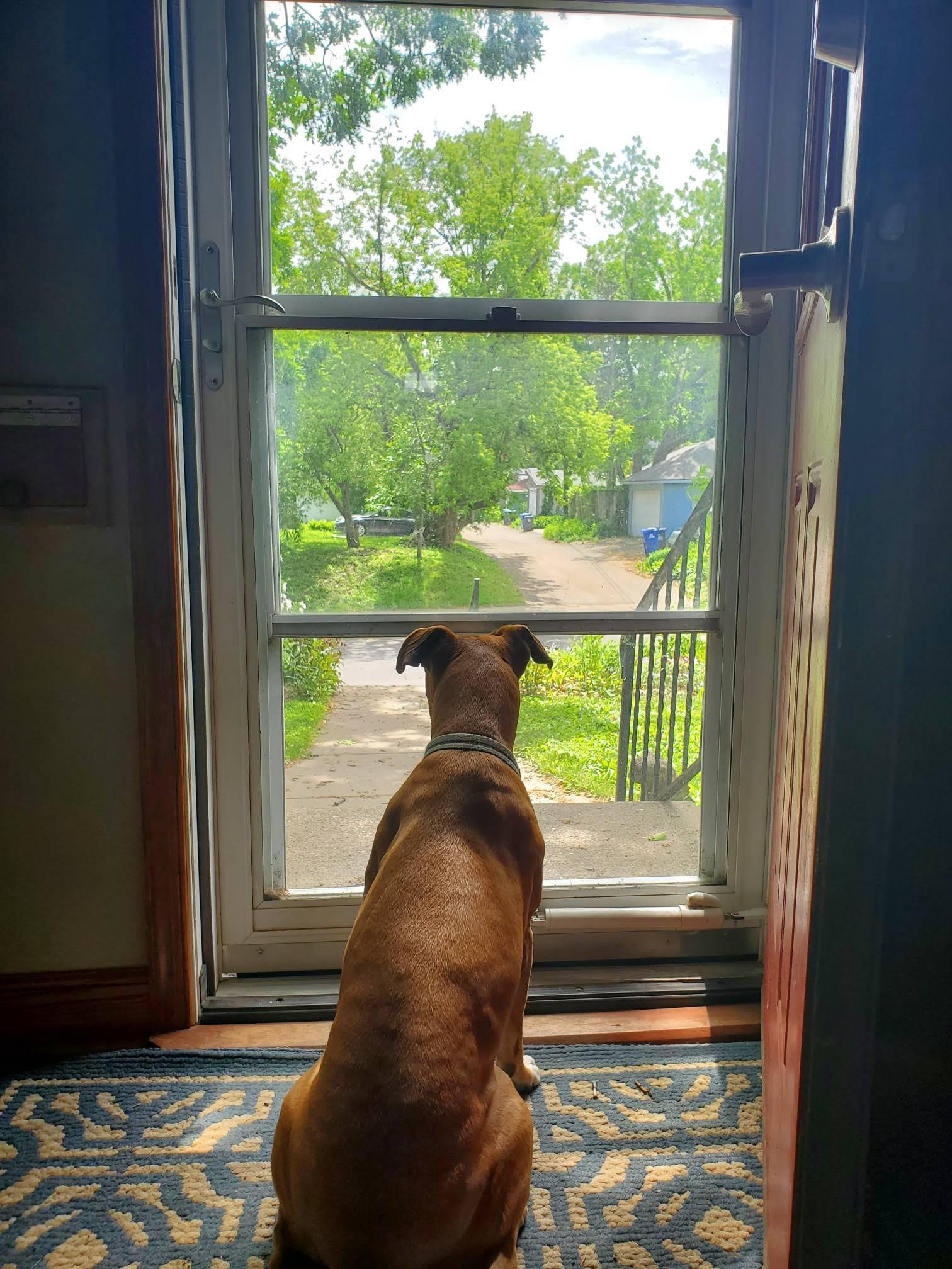 Sissy, a Adoptable Boxer in Shakopee, MN image 2/3