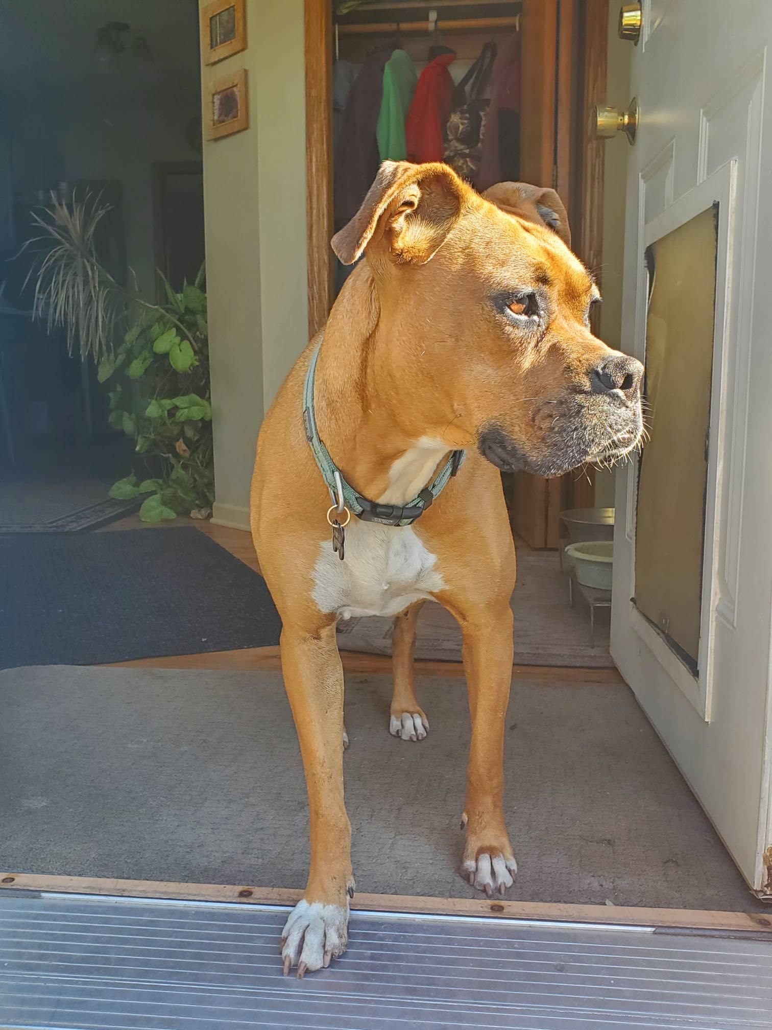 Sissy, a Adoptable Boxer in Shakopee, MN image 3/3