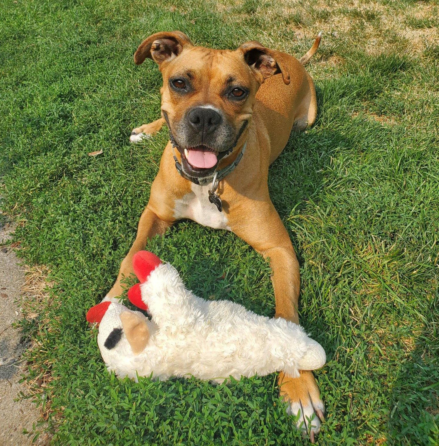 Enlarge Sissy, a Adoptable Boxer in Shakopee, MN image 2/3