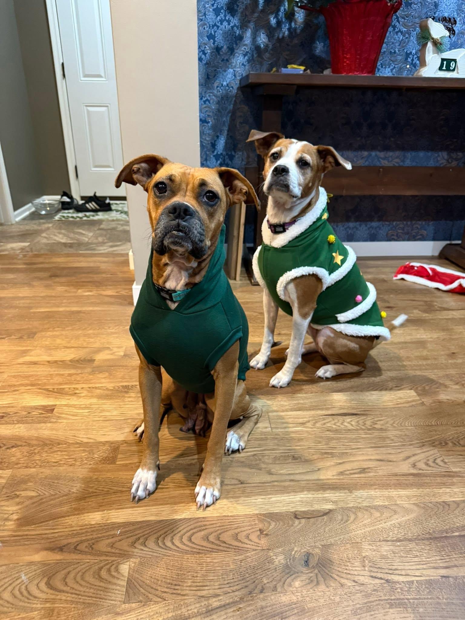 Enlarge Sissy, a Adoptable Boxer in Shakopee, MN image 2/3