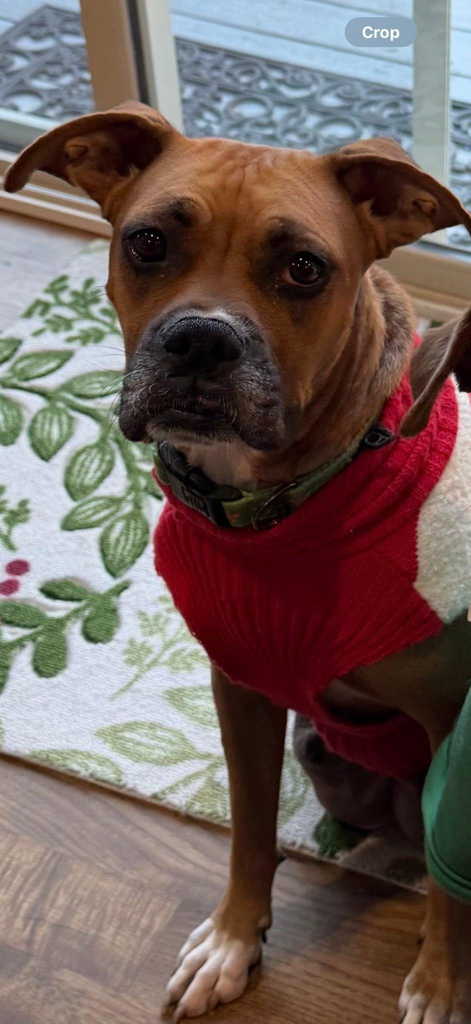 Enlarge Sissy, a Adoptable Boxer in Shakopee, MN image 3/3