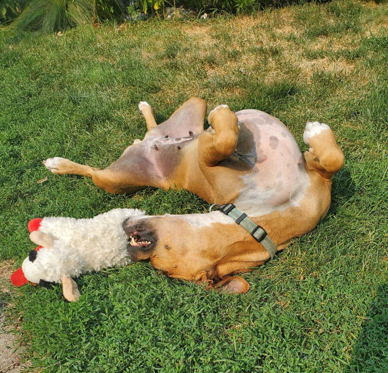 Enlarge Sissy, a Adoptable Boxer in Shakopee, MN image 3/3