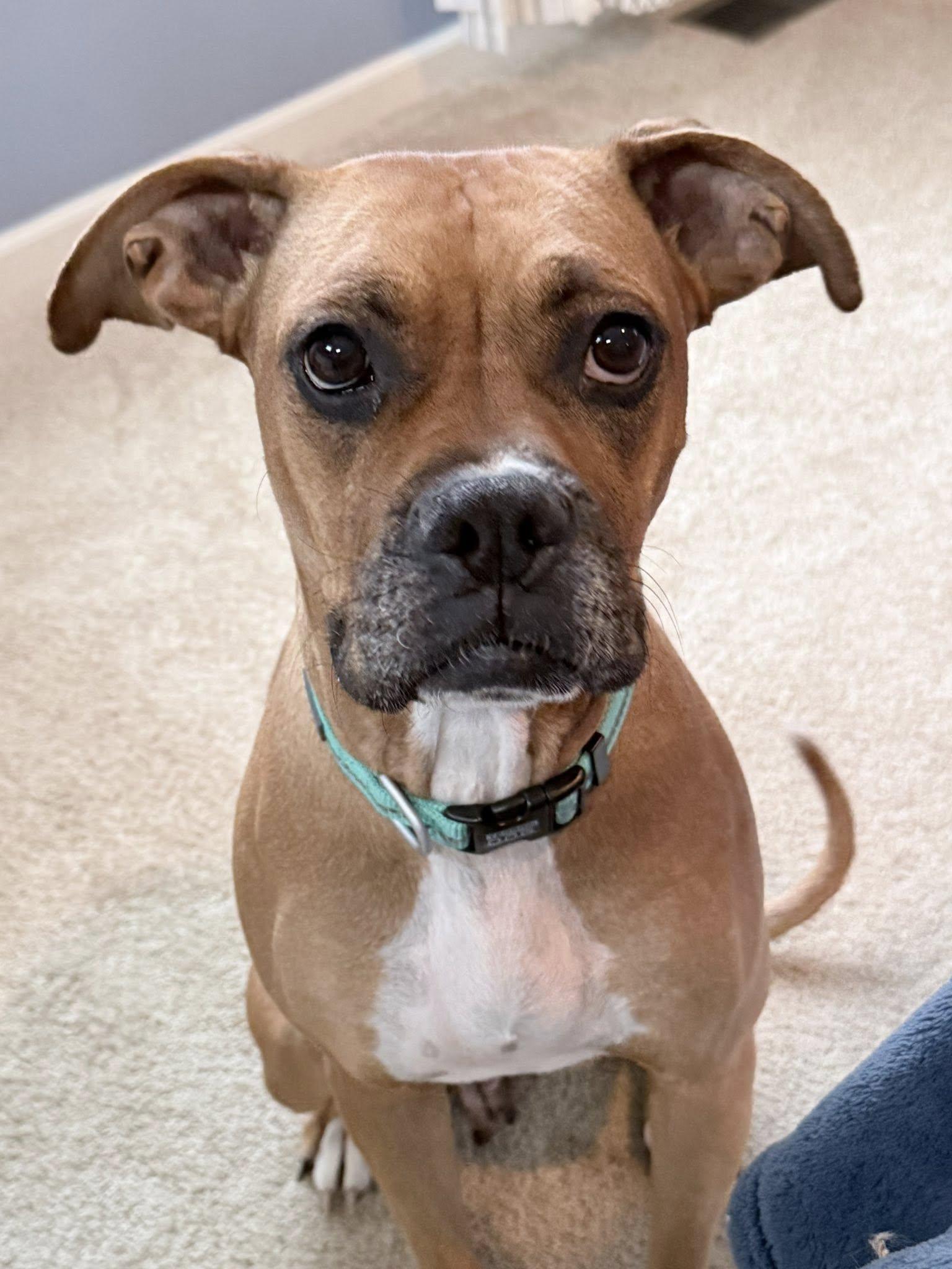 Enlarge Sissy - FOSTER OR ADOPT ME!!, a Adoptable Boxer in Shakopee, MN image 3/3