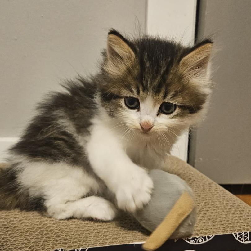Enlarge Alfie, a Adoptable Domestic Medium Hair in Meadow Lake, SK image 1/1