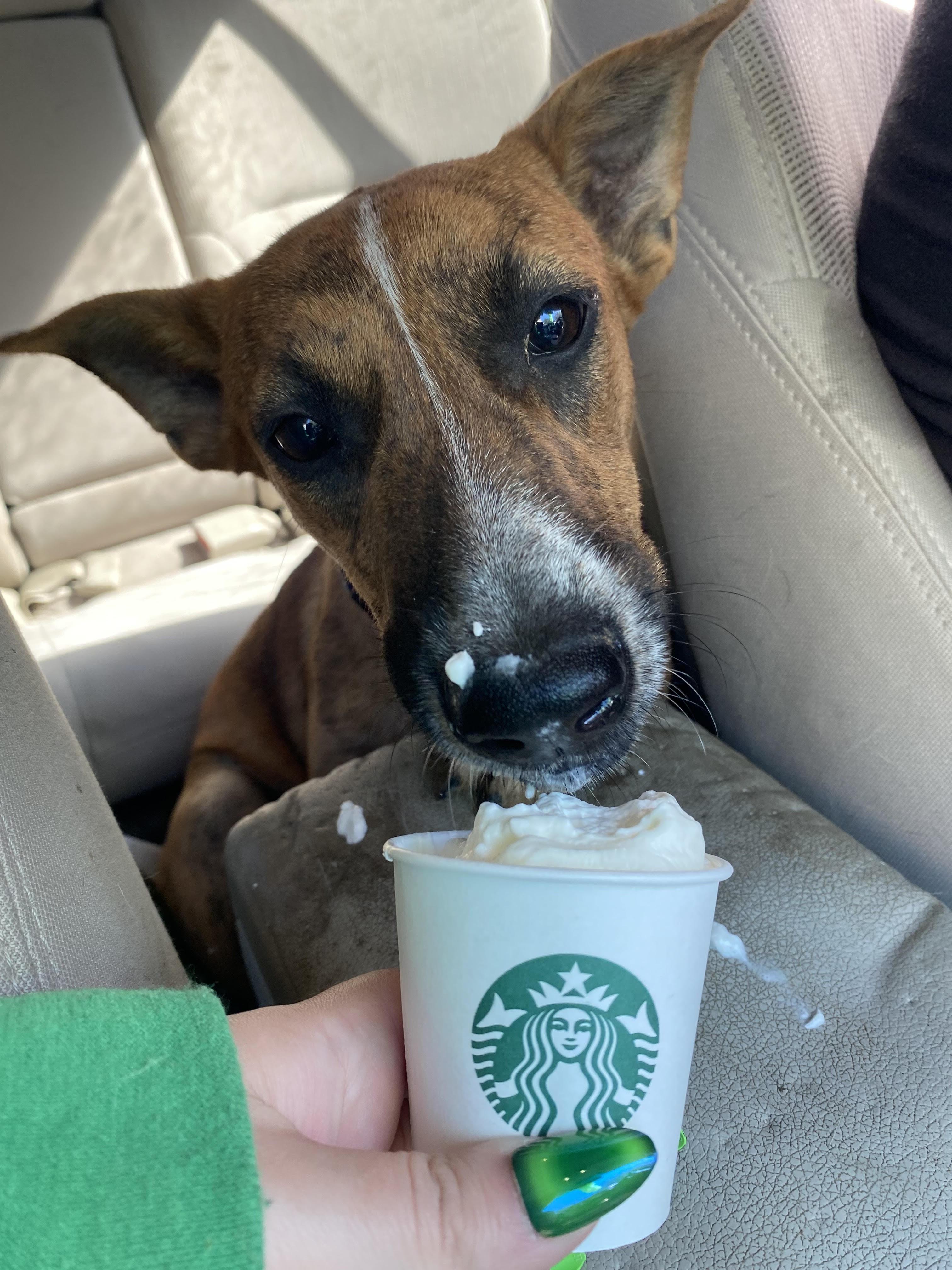 BRANDY-Star Student, Adoptable, Young Female Australian Cattle Dog / Blue Heeler & Mixed Breed.