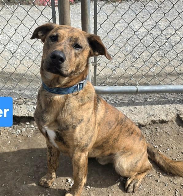 Enlarge TIGS, a Adoptable mixed breed in Lees Summit, MO image 1/1