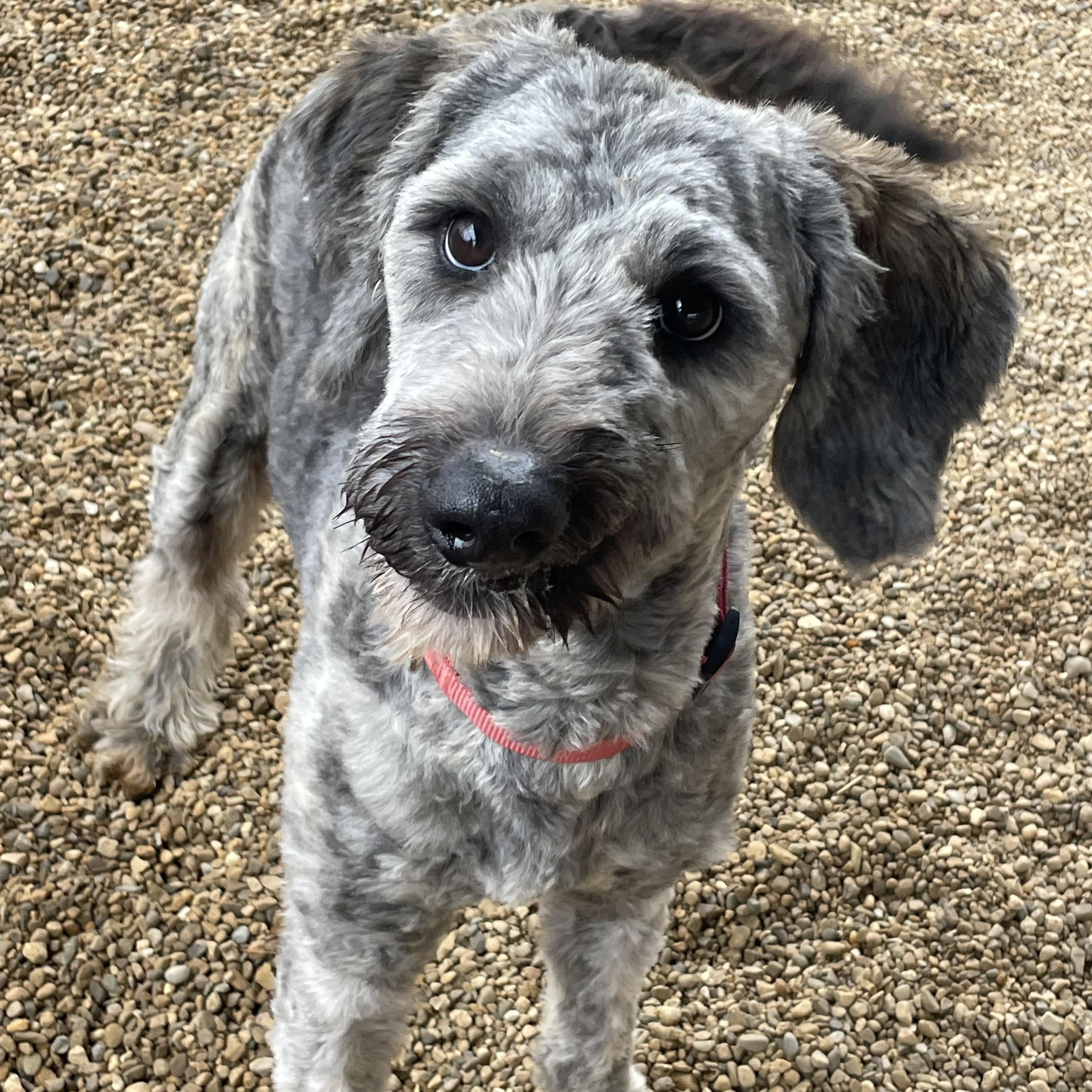 Scruffy, an adopted mixed breed in Lacon, IL image 4/4