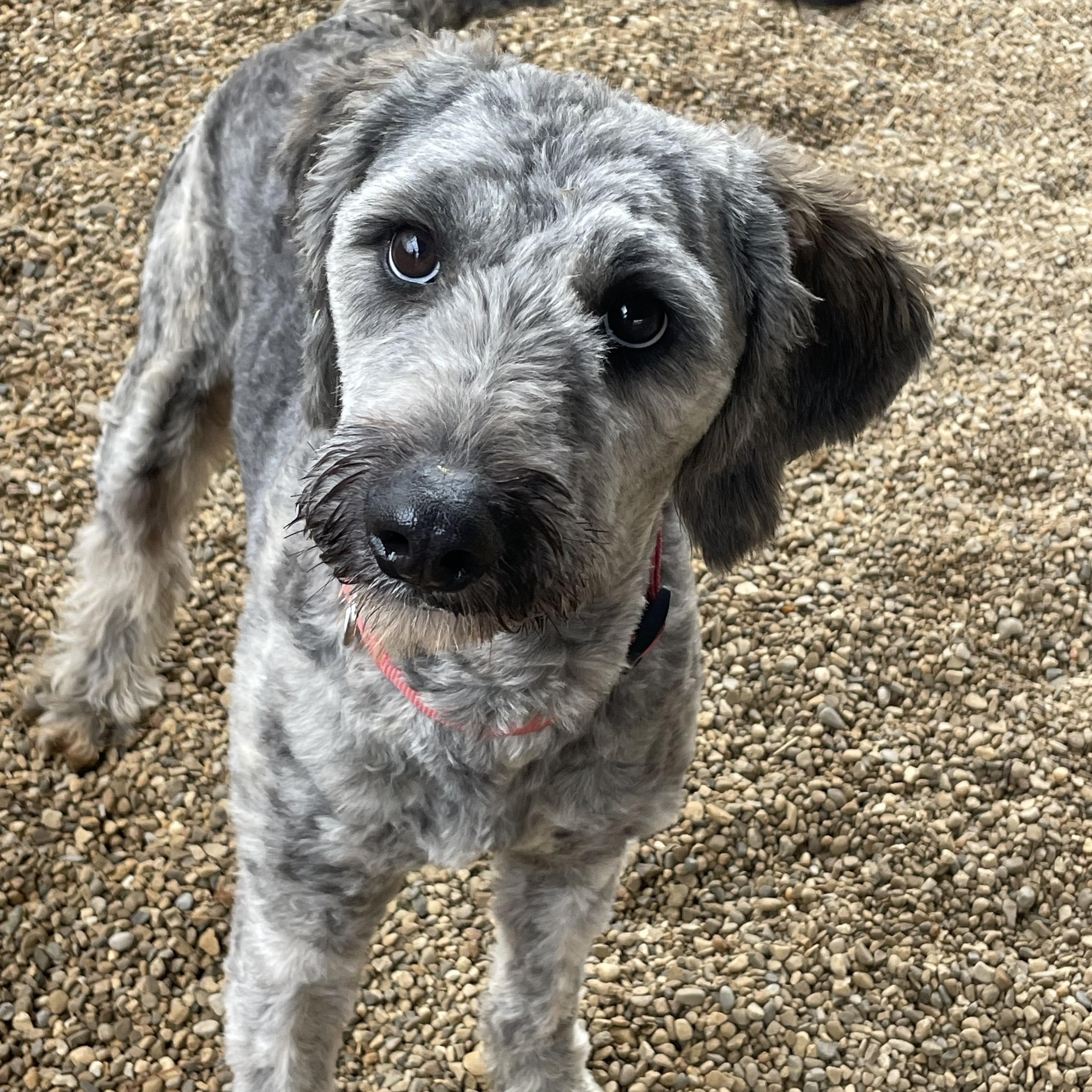 Scruffy, an adopted mixed breed in Lacon, IL image 2/4