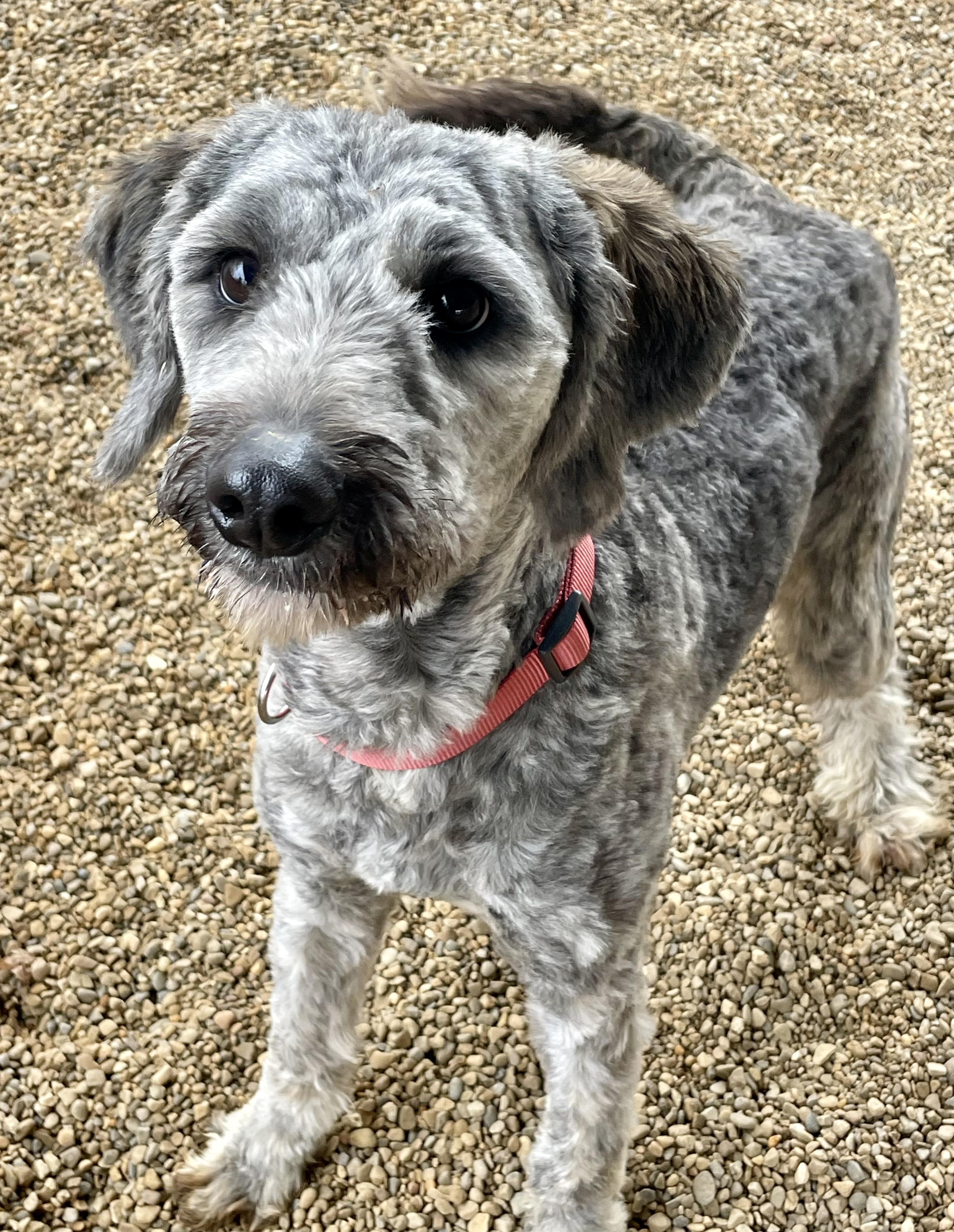 Scruffy, an adopted mixed breed in Lacon, IL image 1/4