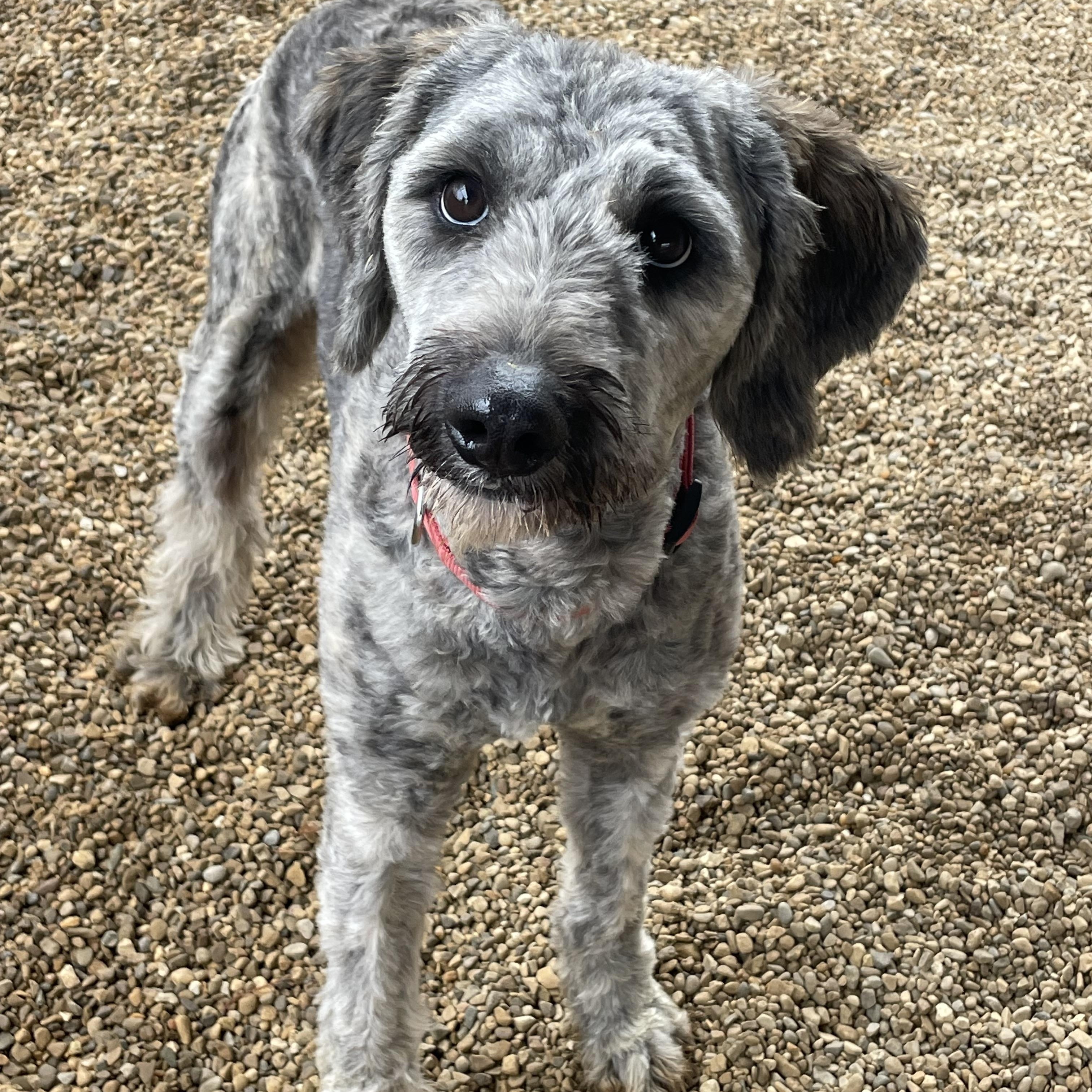 Scruffy, an adopted mixed breed in Lacon, IL image 3/4