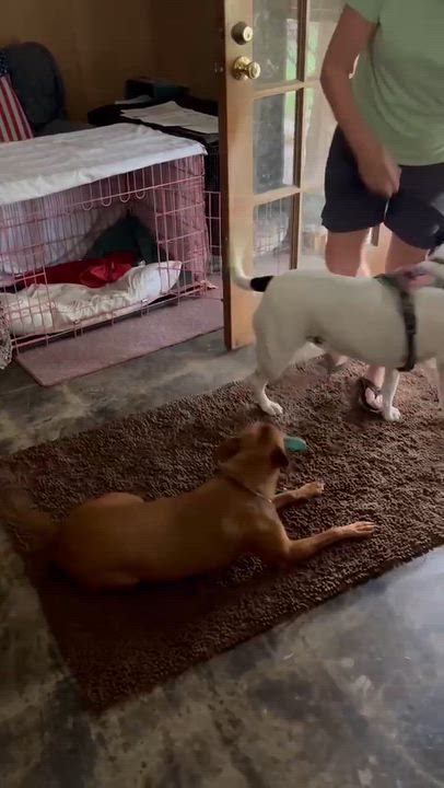 Enlarge Gigi, a Adoptable mixed breed in Newport, VT video 3/6