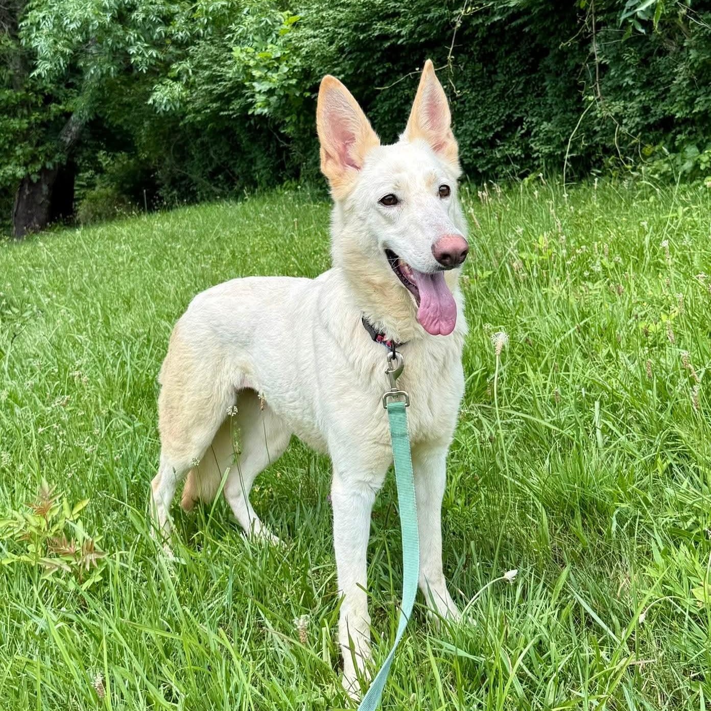 Sage, Adoptable, Adult Female German Shepherd Dog.