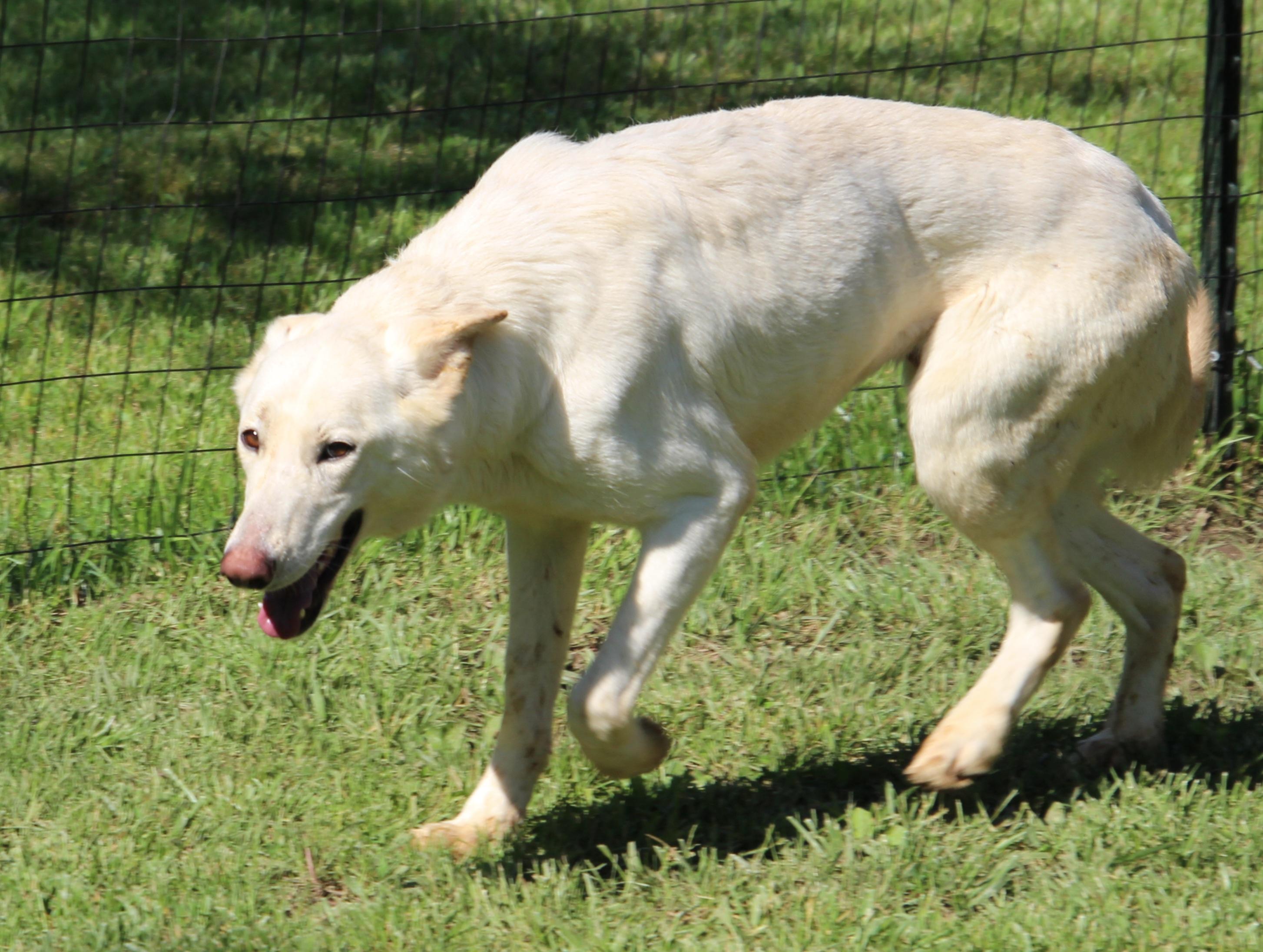 Enlarge Sage, a Adoptable German Shepherd Dog in Wheelersburg, OH image 4/6