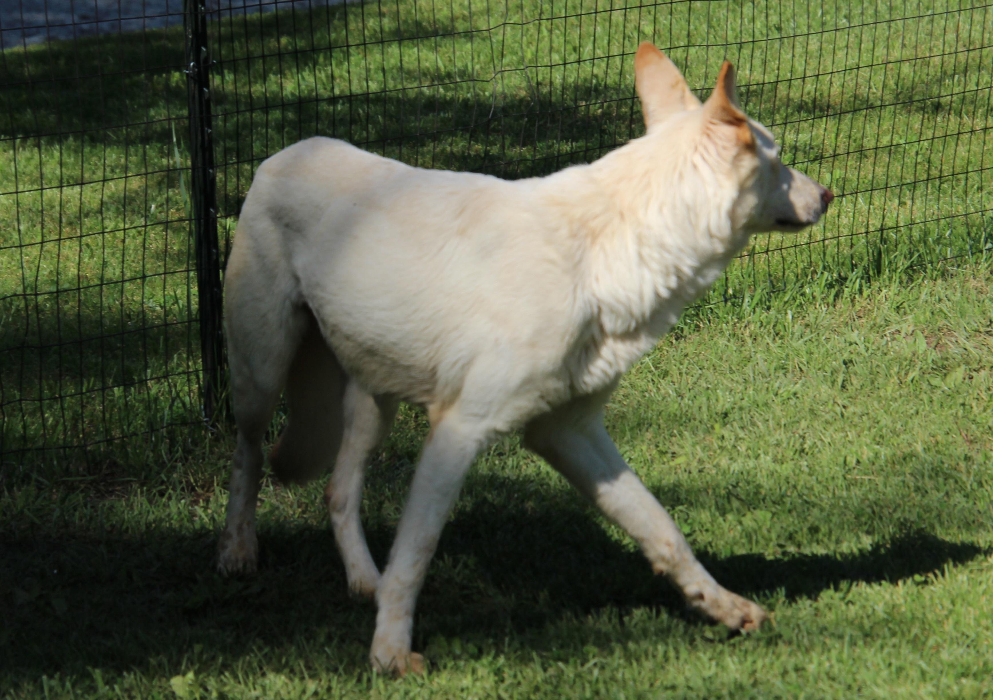 Enlarge Sage, a Adoptable German Shepherd Dog in Wheelersburg, OH image 5/6