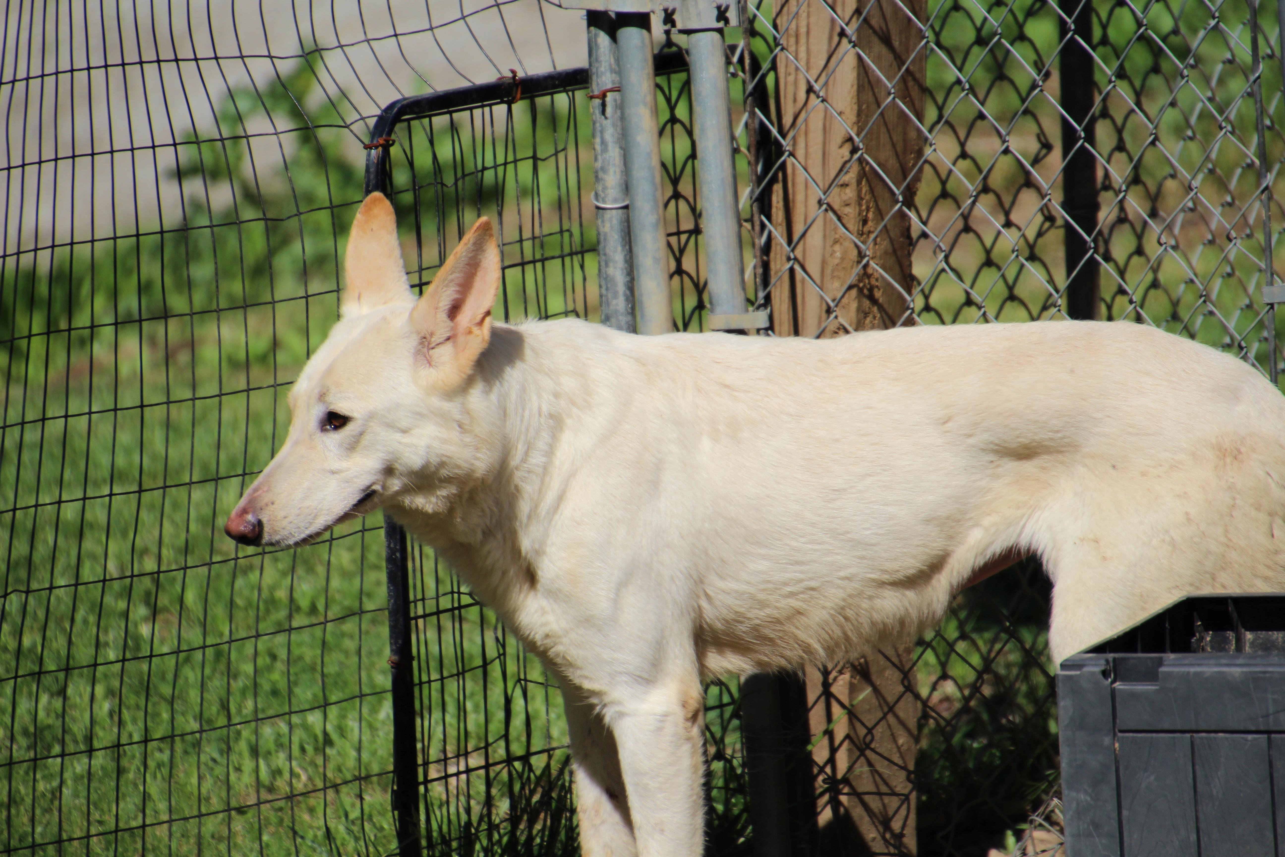 Enlarge Sage, a Adoptable German Shepherd Dog in Wheelersburg, OH image 6/6