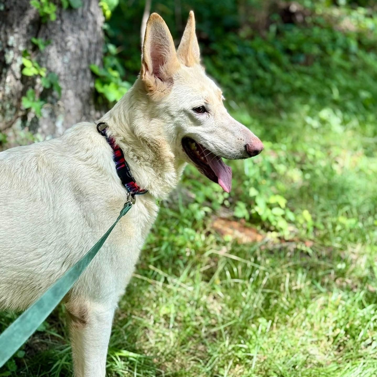 Enlarge Sage, a Adoptable German Shepherd Dog in Wheelersburg, OH image 3/6