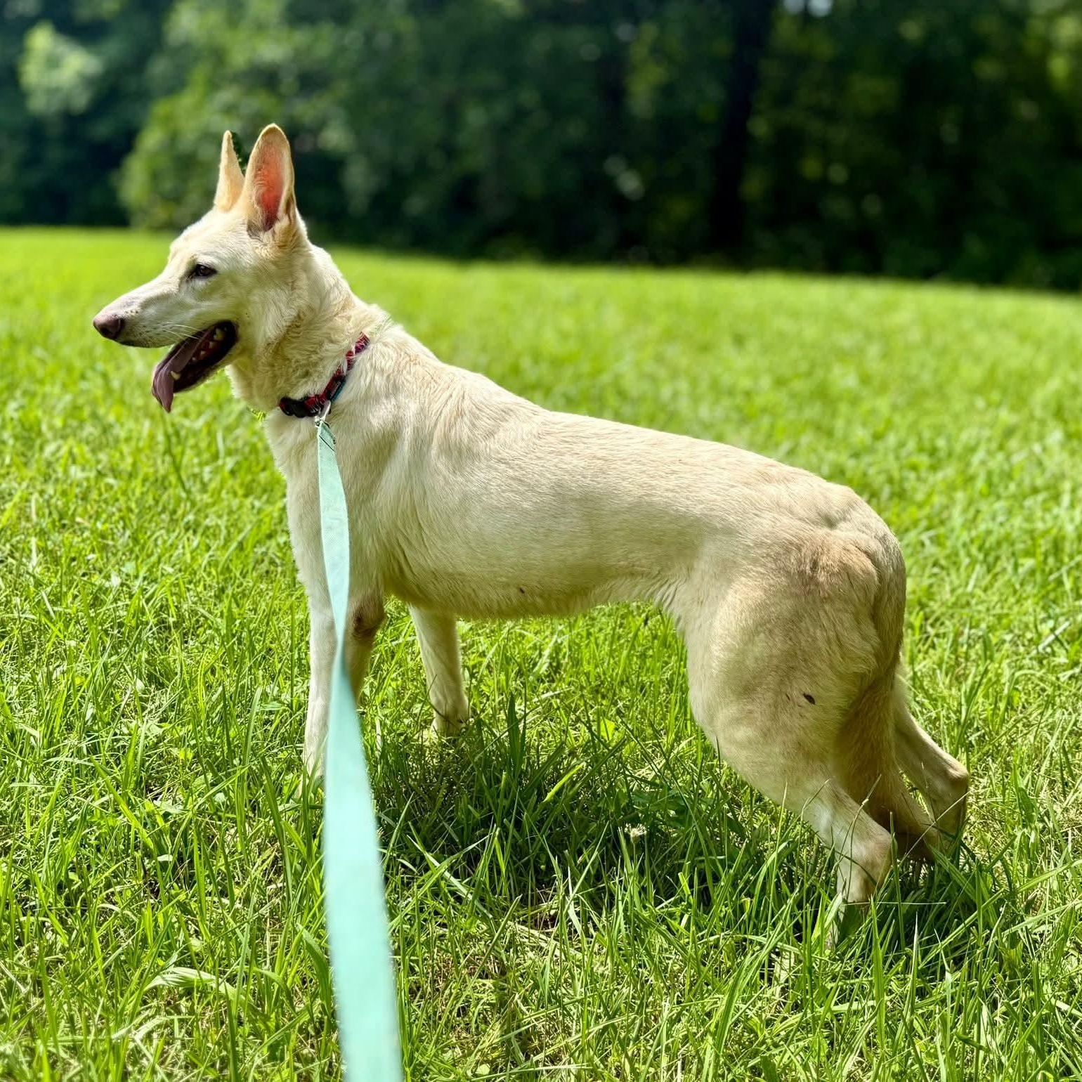 Enlarge Sage, a Adoptable German Shepherd Dog in Wheelersburg, OH image 2/6