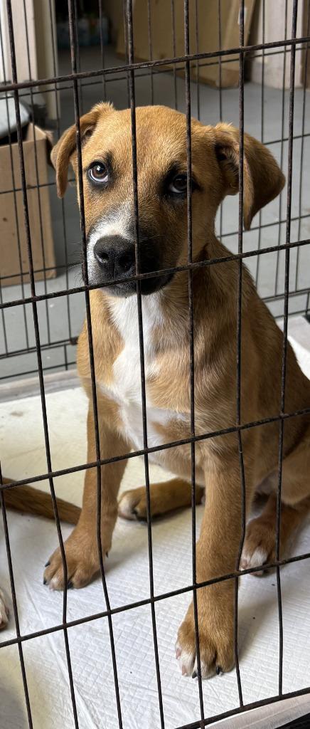 Enlarge Peter, a Adoptable Black Mouth Cur in Luling, TX image 1/1