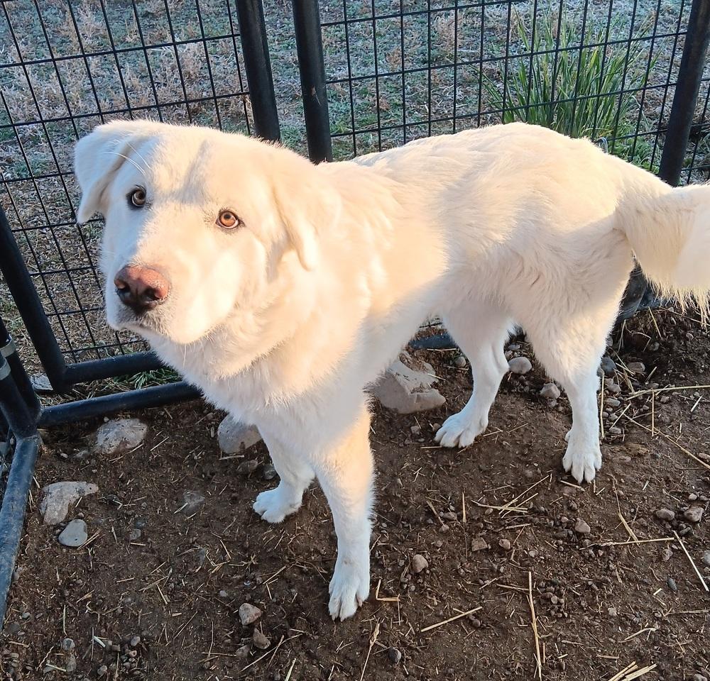 Enlarge Cloud, a Adoptable mixed breed in Challis, ID image 1/2