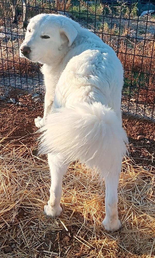 Enlarge Cloud, a Adoptable mixed breed in Challis, ID image 2/2