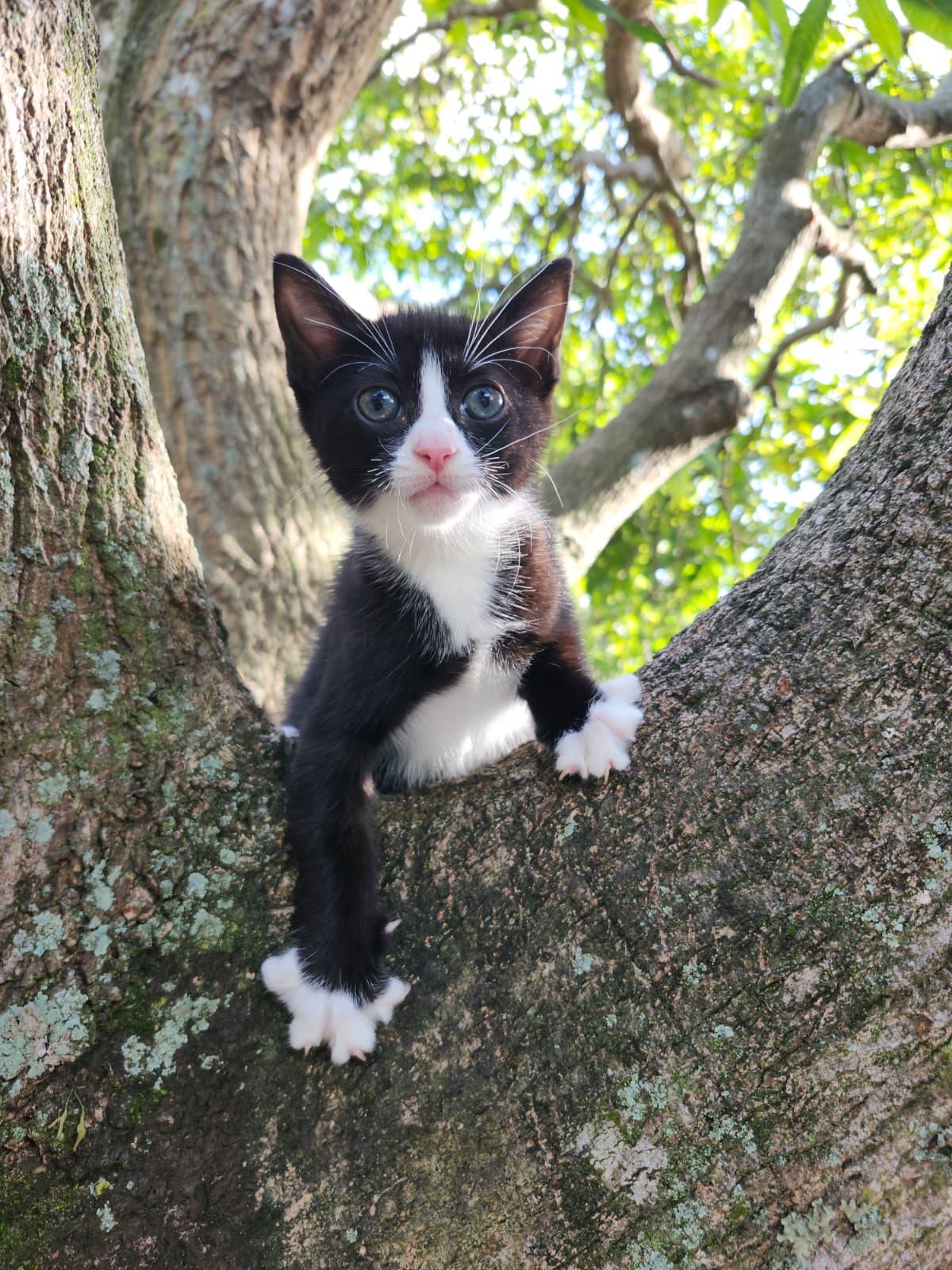 Rhythm, a Adoptable Tuxedo in Kissimmee, FL image 1/4