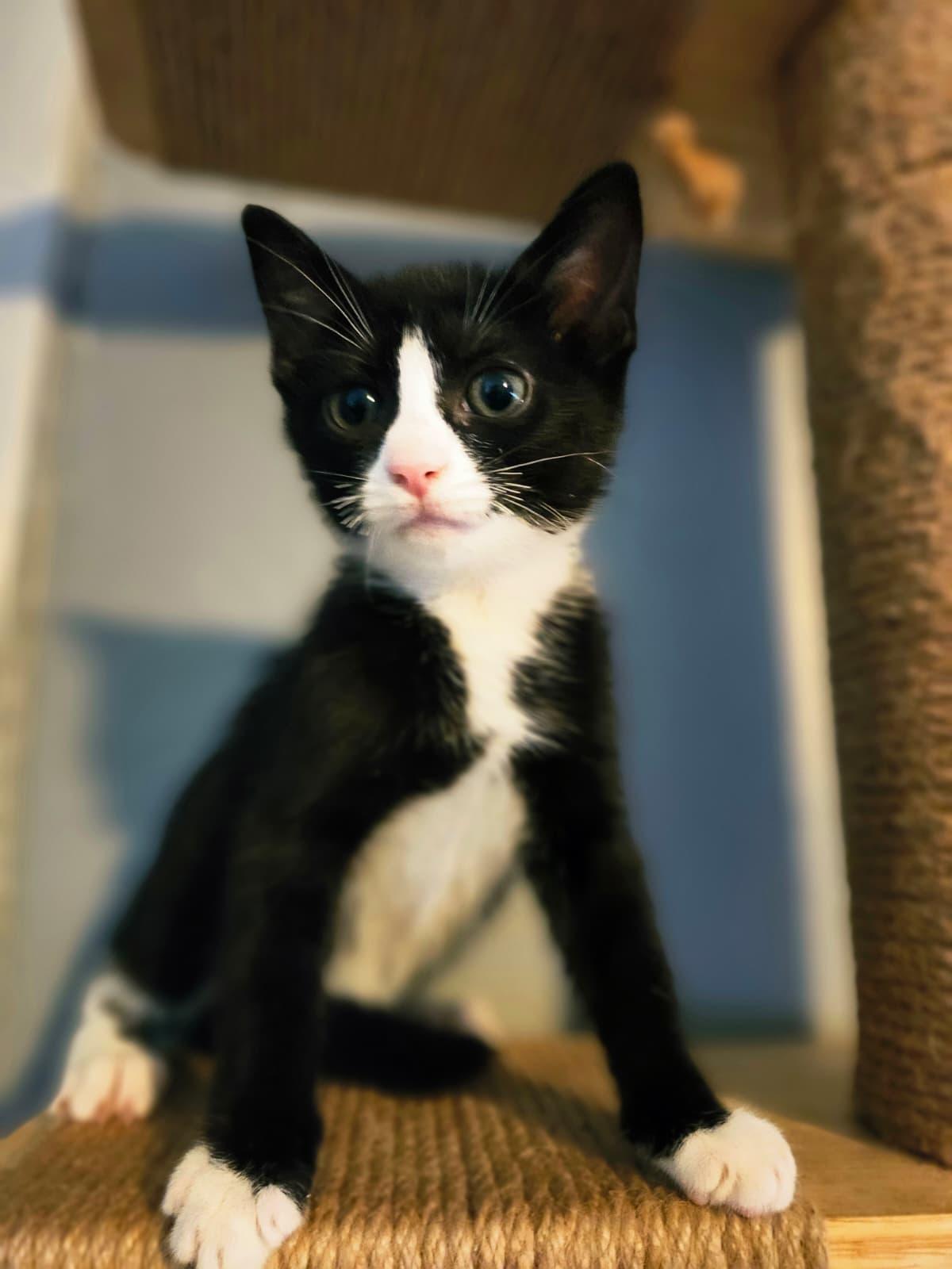 Rhythm, a Adoptable Tuxedo in Kissimmee, FL image 3/4