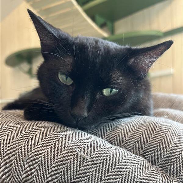 Zoe, Adoptable, Adult Female Domestic Short Hair.