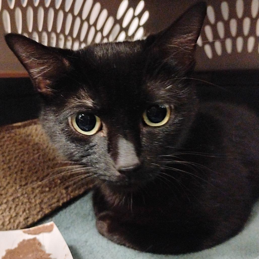 Enlarge Zoe, a Adoptable Domestic Short Hair in Bentonville, AR image 2/6