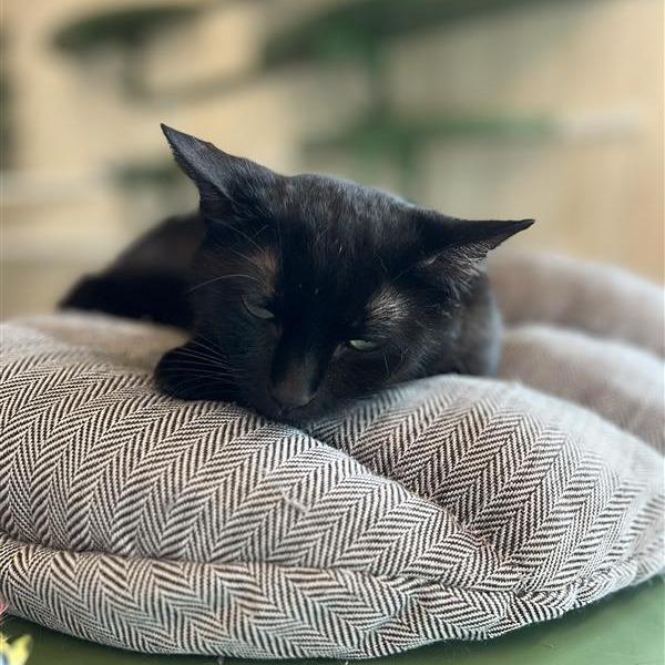 Enlarge Zoe, a Adoptable Domestic Short Hair in Bentonville, AR image 3/6