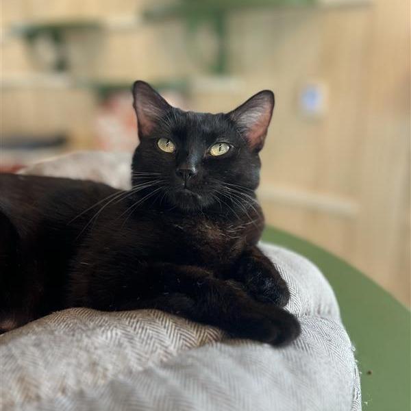 Enlarge Zoe, a Adoptable Domestic Short Hair in Bentonville, AR image 4/6