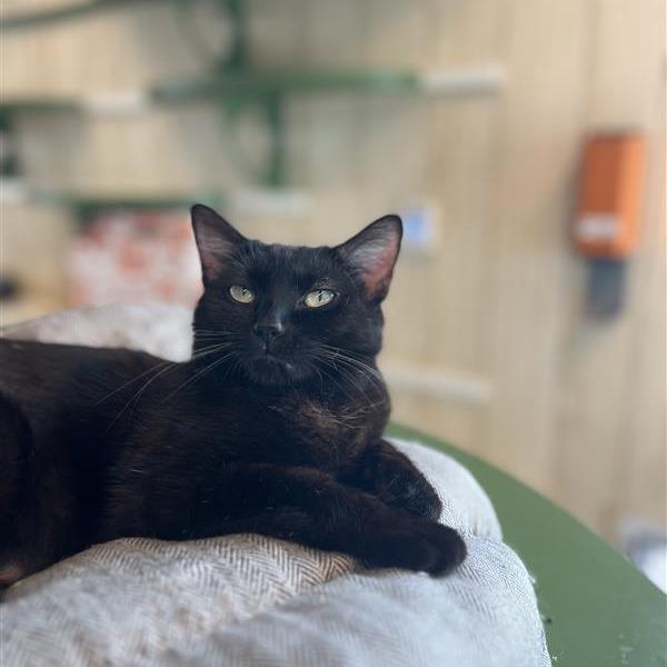 Enlarge Zoe, a Adoptable Domestic Short Hair in Bentonville, AR image 5/6