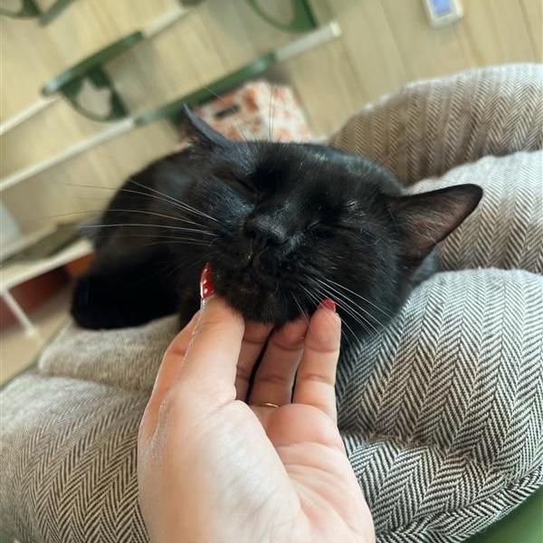 Enlarge Zoe, a Adoptable Domestic Short Hair in Bentonville, AR image 6/6